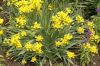 image of Allium moly