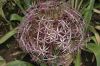 image of Allium nigrum
