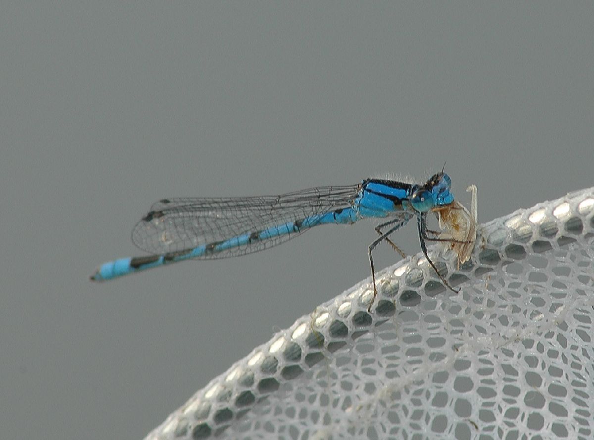 Coenagrionidae Enallagma 