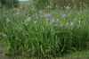 image of Iris versicolor