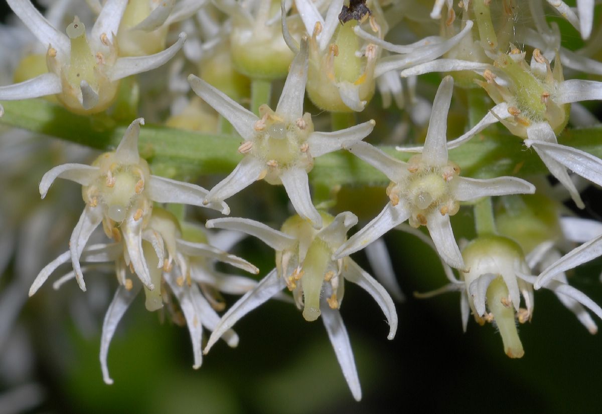 Iteaceae Itea virginica