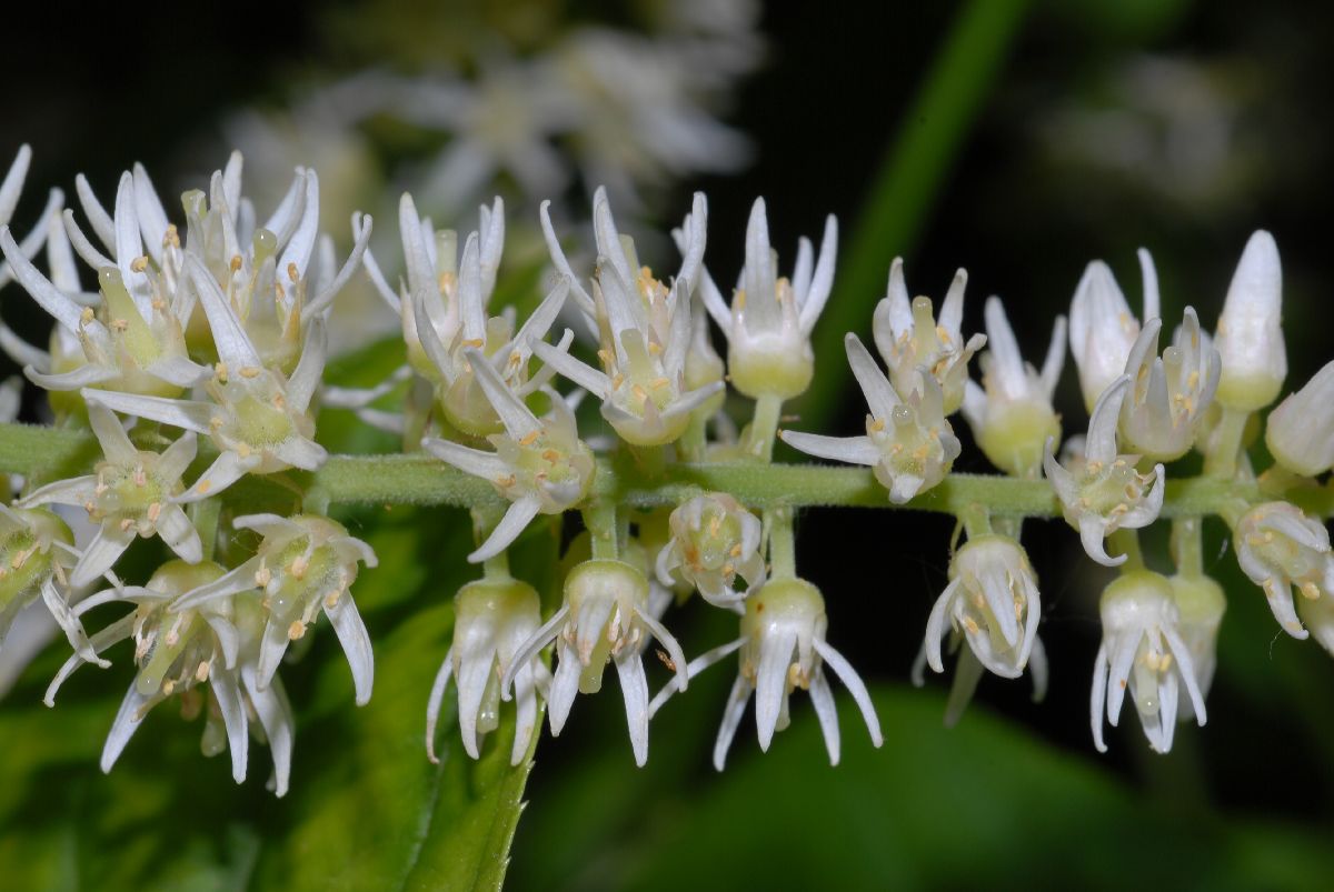 Iteaceae Itea virginica
