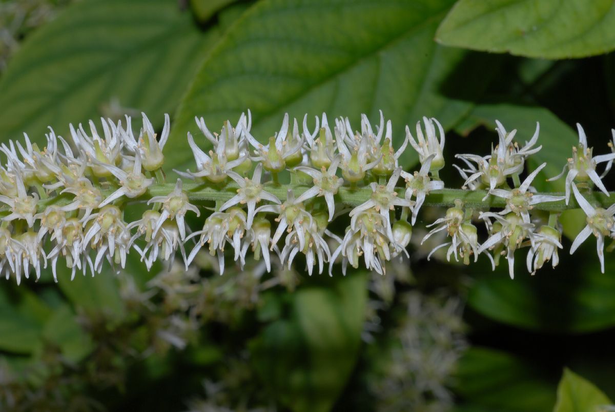 Iteaceae Itea virginica