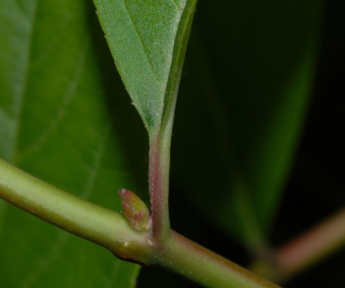 Iteaceae Itea virginica