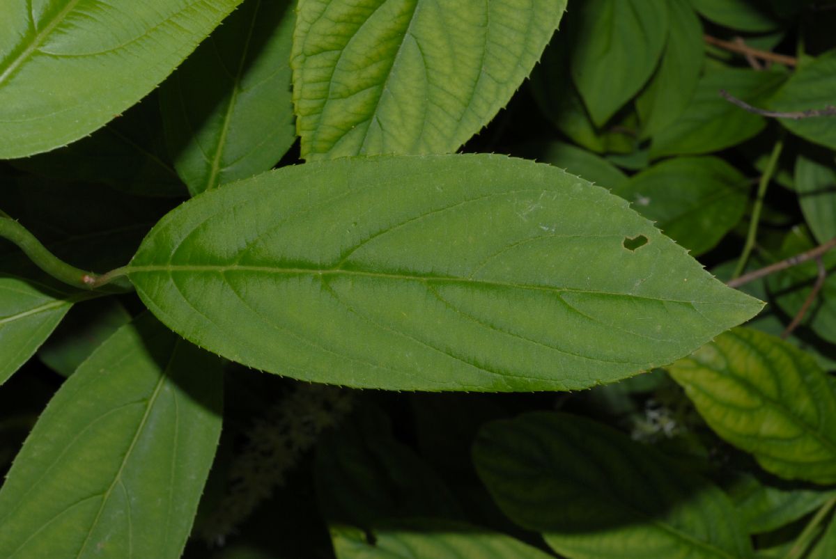 Iteaceae Itea virginica