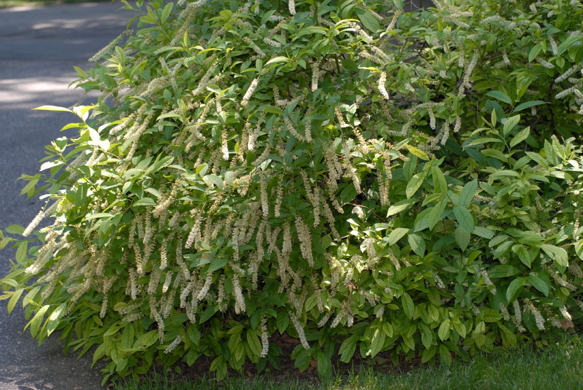 Iteaceae Itea virginica
