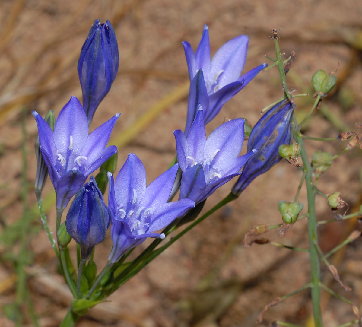 Themidaceae Triteleia 