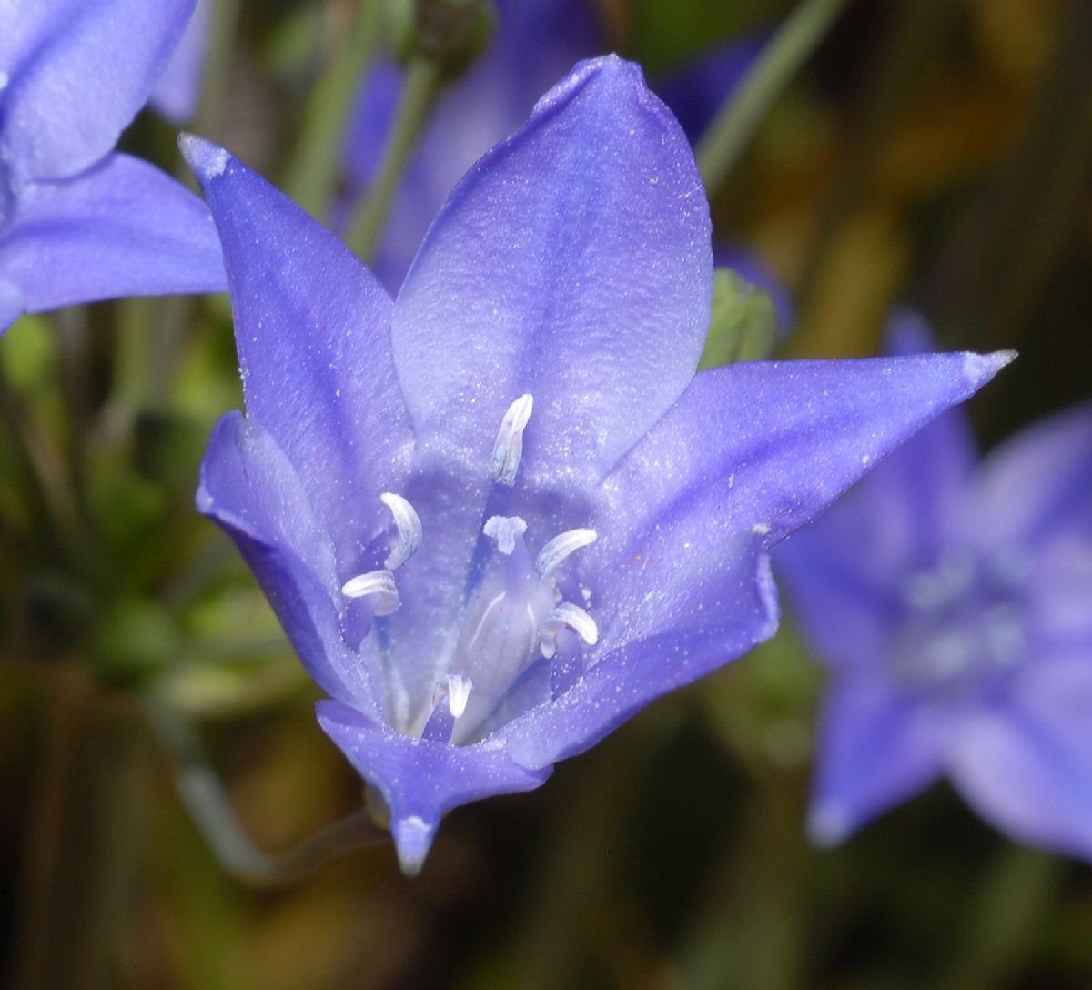 Themidaceae Triteleia 