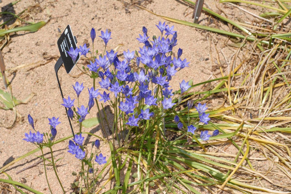 Themidaceae Triteleia 