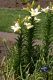 image of Lilium 
