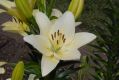 image of Lilium 