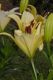 image of Lilium 
