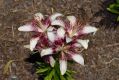 image of Lilium 