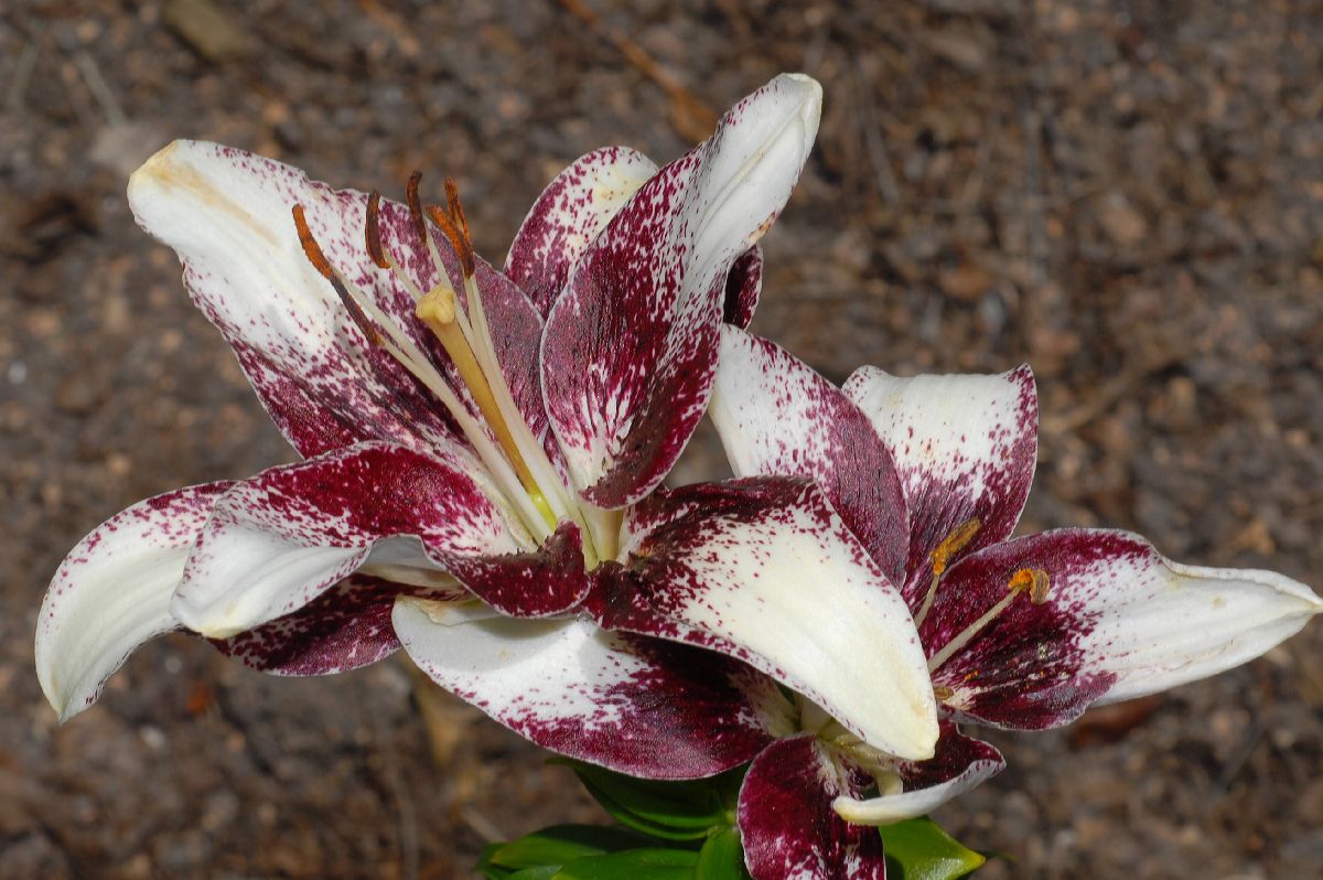 Liliaceae Lilium 