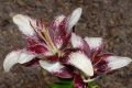 image of Lilium 