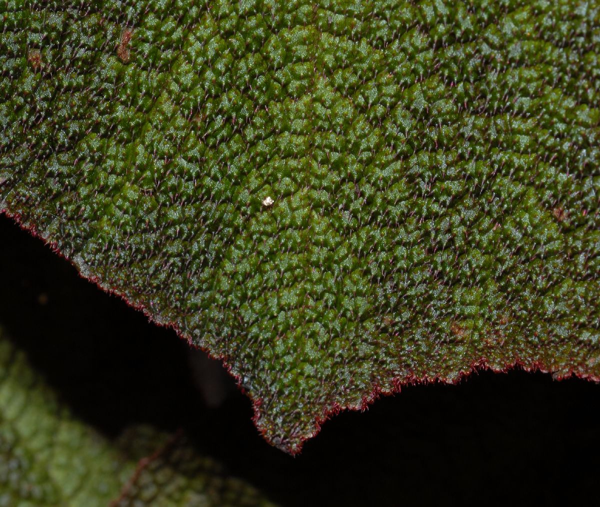 Begoniaceae Begonia 