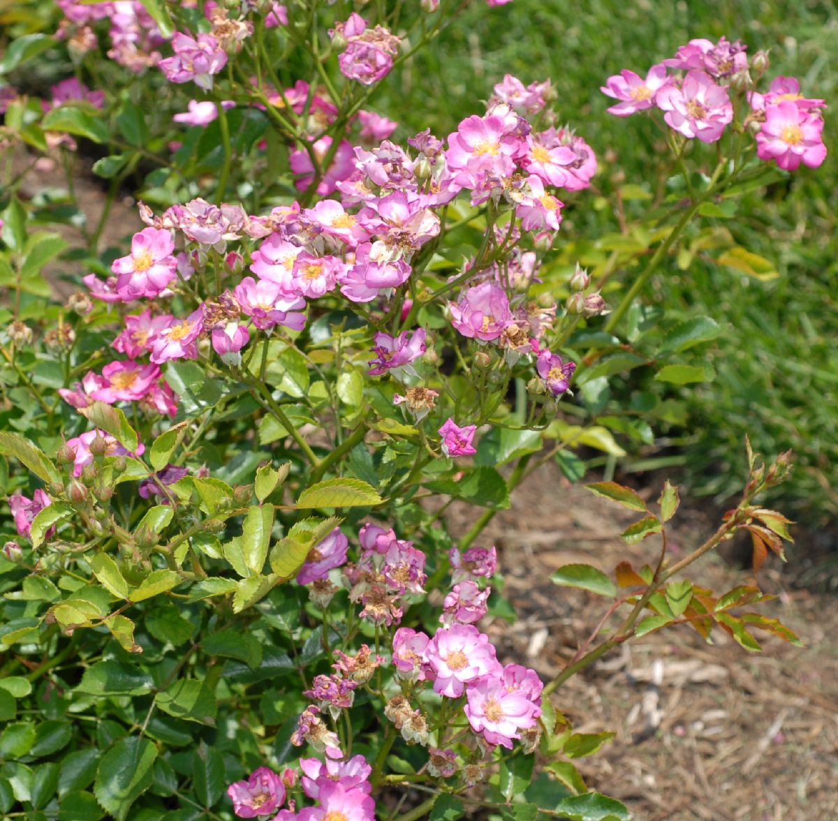 Rosaceae Rosa 