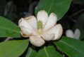 image of Magnolia virginiana