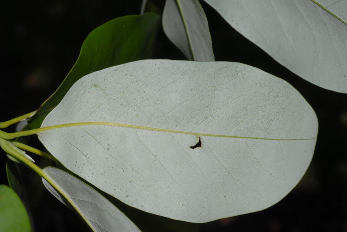 Magnoliaceae Magnolia virginiana