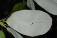 image of Magnolia virginiana