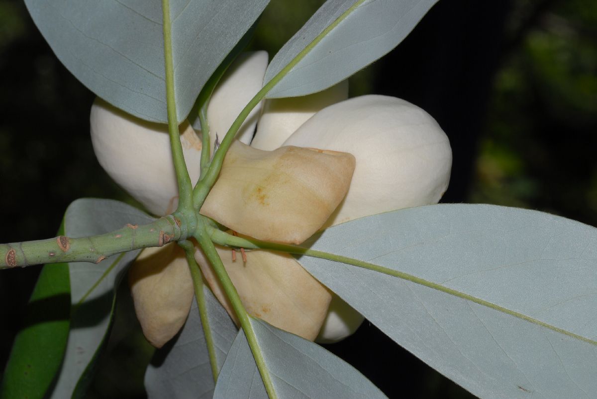 Magnoliaceae Magnolia virginiana
