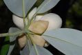 image of Magnolia virginiana