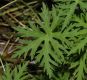 image of Geranium 