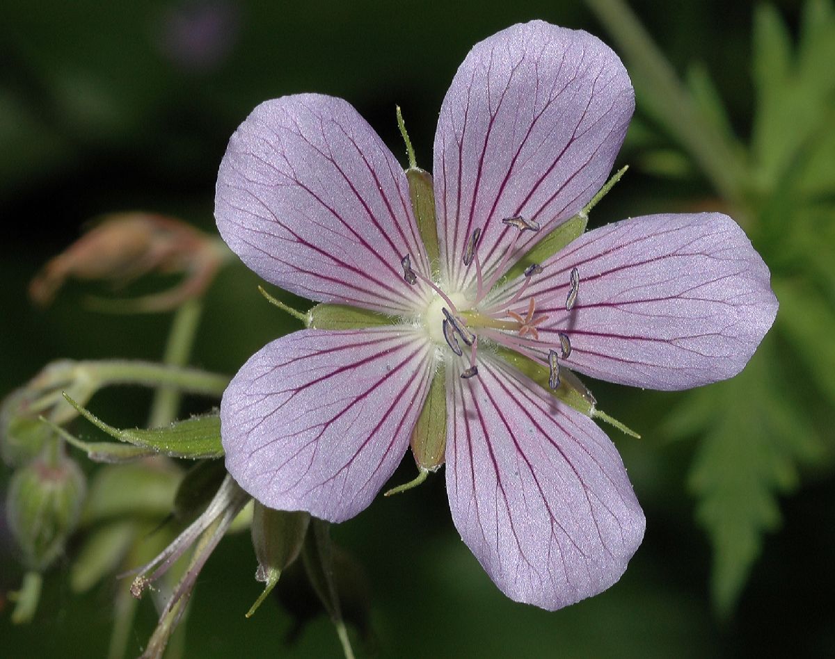 Geraniaceae Geranium 