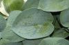 image of Hosta 