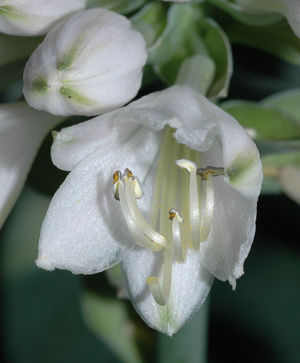 Asparagaceae Hosta 