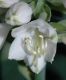 image of Hosta 