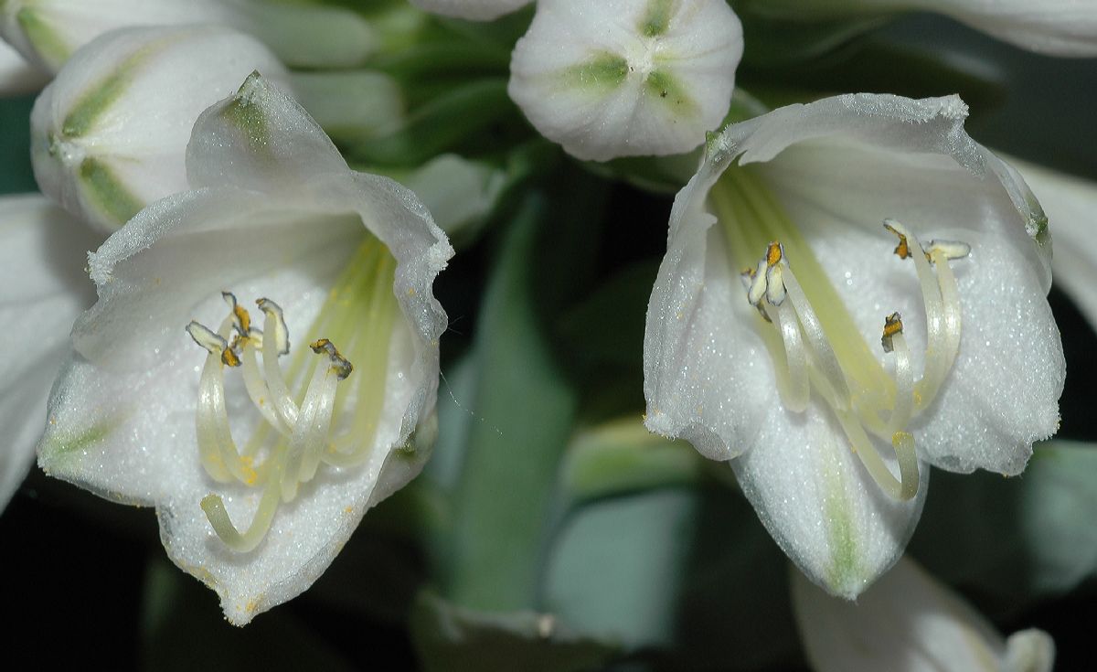 Asparagaceae Hosta 