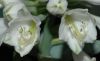 image of Hosta 