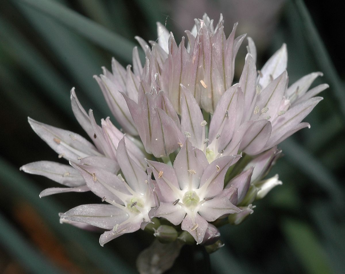 Amaryllidaceae Allium schoenoprasum