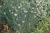 image of Allium schoenoprasum