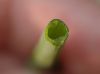 image of Allium schoenoprasum