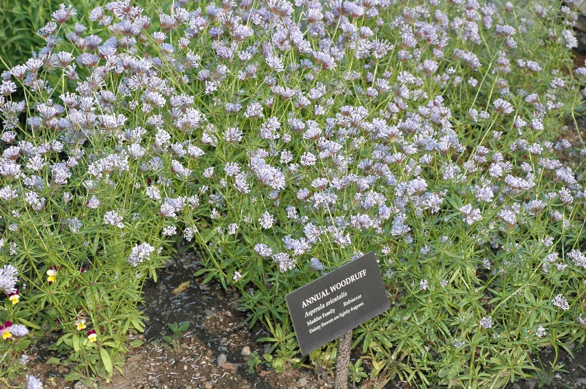 Rubiaceae Asperula orientalis