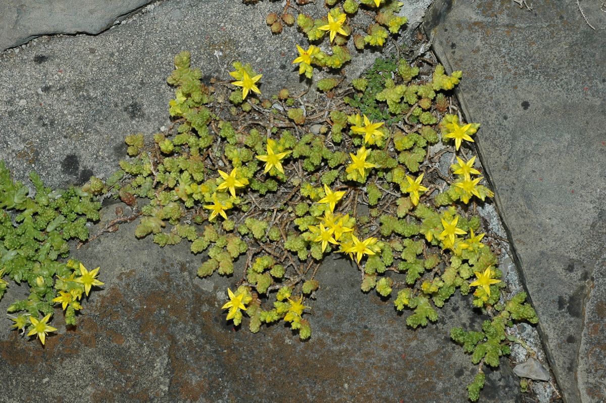 Crassulaceae Sedum 