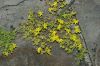 image of Sedum 