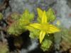 image of Sedum 