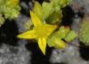 image of Sedum 