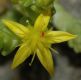 image of Sedum 
