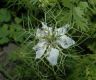 image of Nigella 
