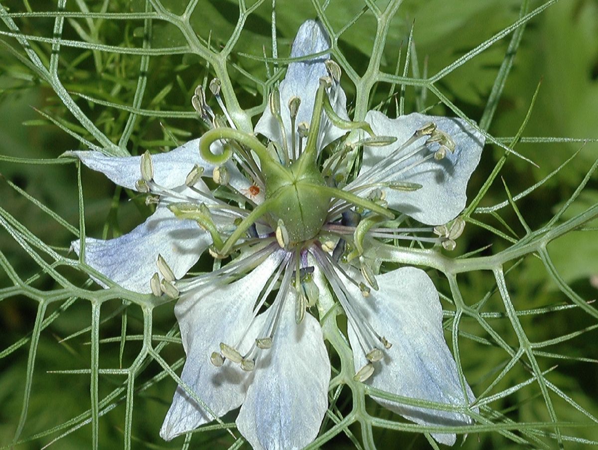Ranunculaceae Nigella 