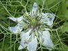 image of Nigella 