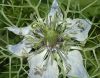 image of Nigella 