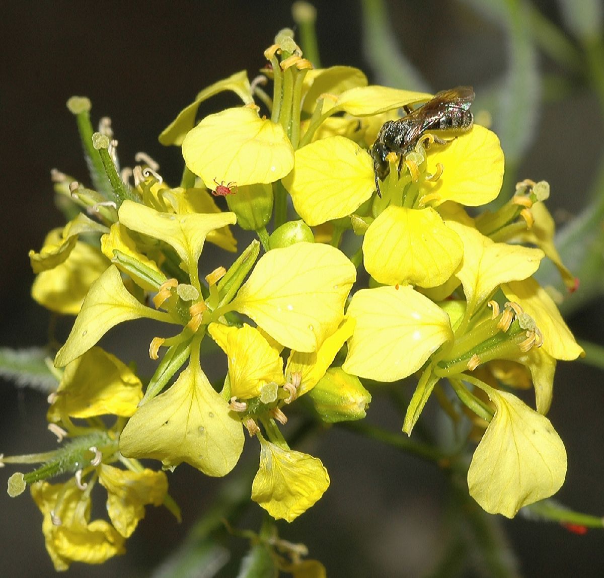 Brassicaceae Brassica hirta