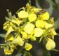 image of Brassica hirta
