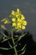 image of Brassica hirta