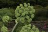 image of Angelica atropurpurea